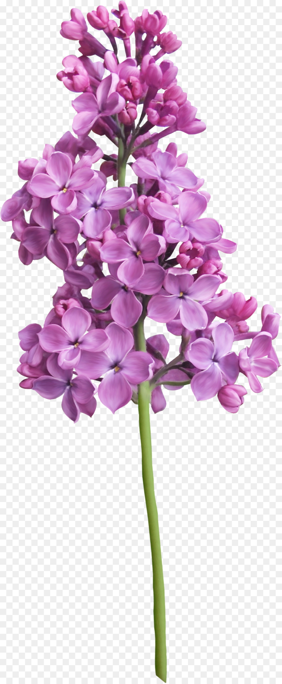 Purple Lilac Flower - lilac png download - 932*2255 - Free Transparent Purple png Download.