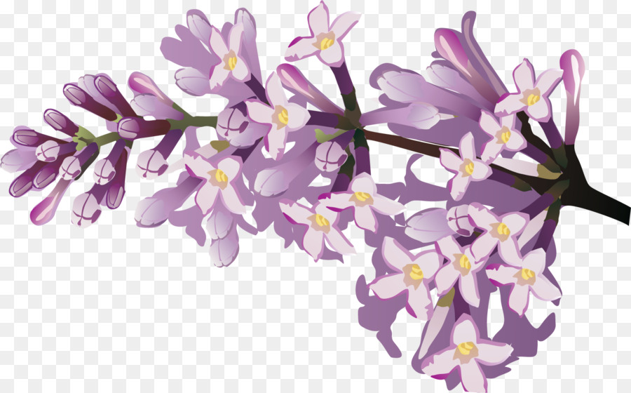 Flower Drawing - lilac flower png download - 1595*992 - Free Transparent Flower png Download.