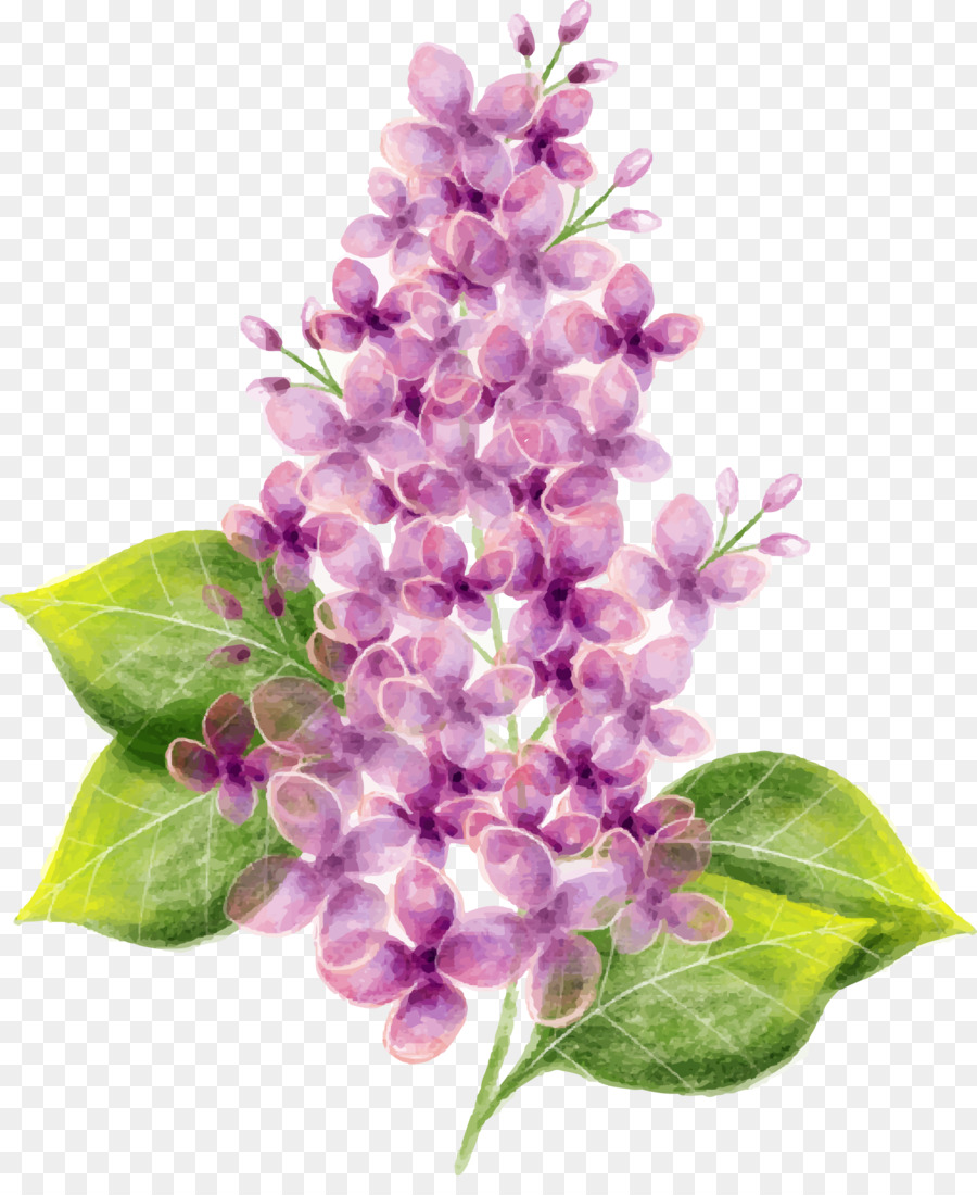 Lilac Flower Watercolor painting - Vector hand painted purple lilac flower png download - 1728*2078 - Free Transparent Lilac png Download.
