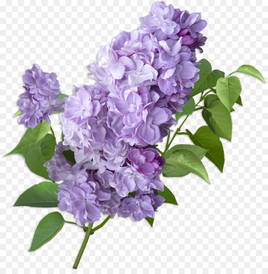 Lilac Cut flowers Violet Hydrangea - lilac png download - 1475*1483 - Free Transparent Lilac png Download.