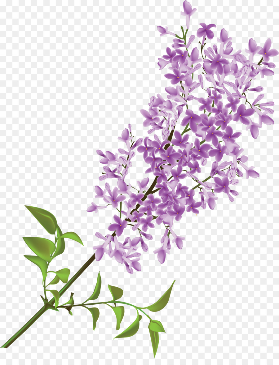 Lilac Flower Clip art - Lilac Transparent PNG Clip Art Image png ...