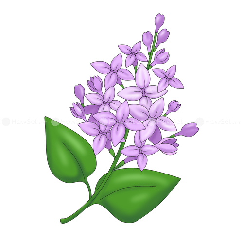Drawing Caricature Lilac Lavender - lilac flower png download - 500*500 ...