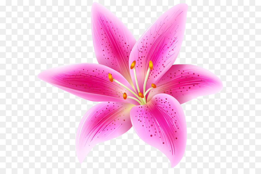 Lily Transparent