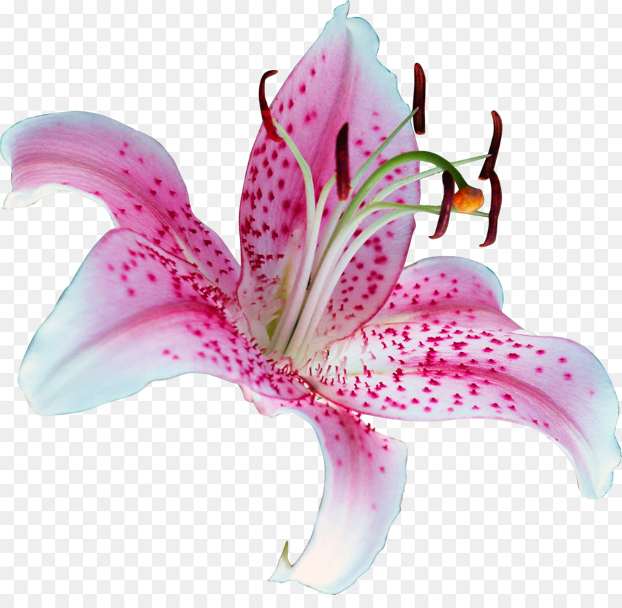 Lilium Stargazer Tiger lily Clip art - Lily PNG Transparent Picture png download - 900*861 - Free Transparent Lilium stargazer png Download.