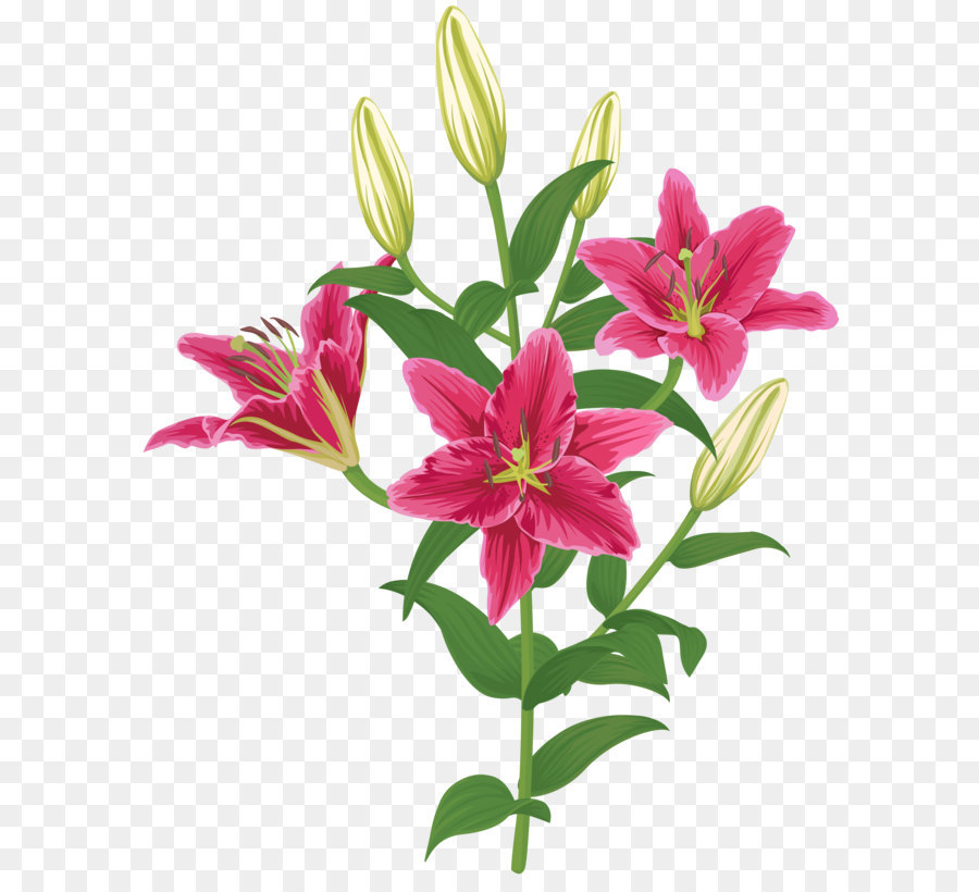 Lily Lilium Female Liliaceae Flower - Lilium Flower Transparent Clip Art png download - 6438*8000 - Free Transparent Flower png Download.