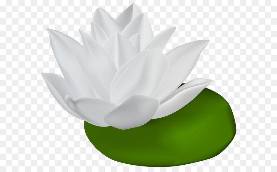 Water lilies Clip art - White Water Lily Transparent PNG Clip Art Image png download - 8000*6774 - Free Transparent Nymphaea Alba png Download.