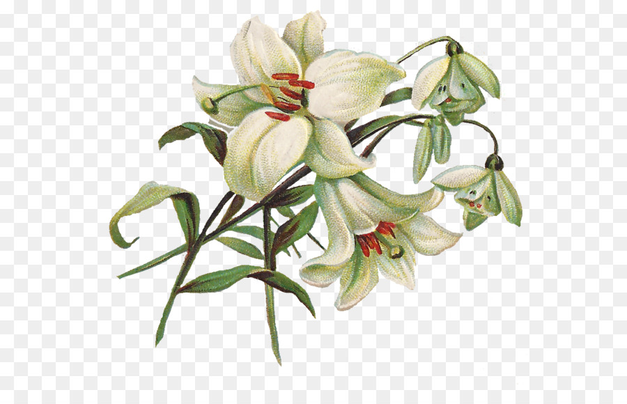 Easter lily Clip art - Lily PNG Transparent Image png download - 621*568 - Free Transparent Easter Lily png Download.