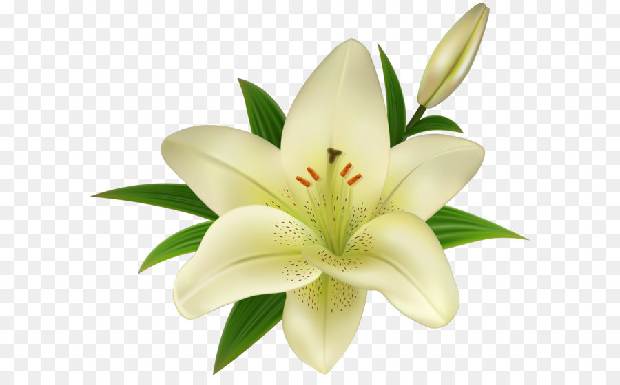 Lilium Amaryllis belladonna Clip art - Lilium Transparent Clip Art png download - 6000*5078 - Free Transparent Flower png Download.
