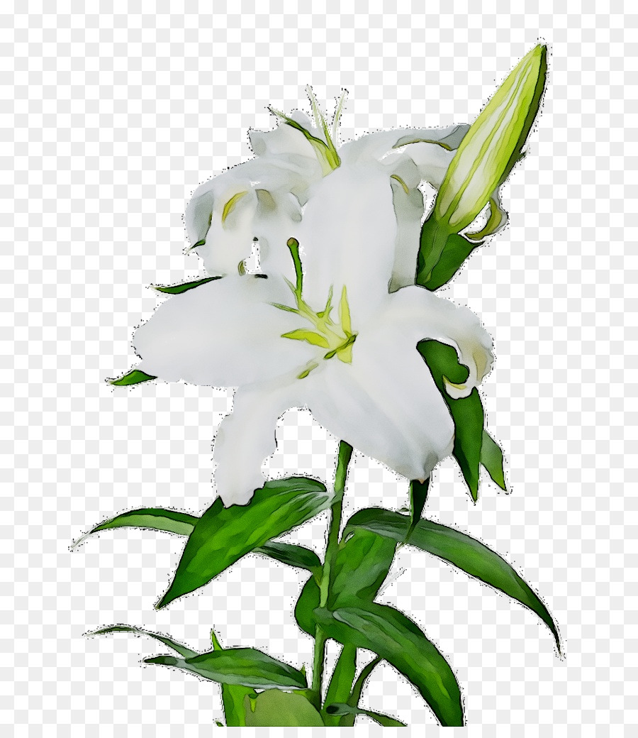Portable Network Graphics Clip art Image Madonna Lily Transparency -  png download - 723*1024 - Free Transparent Madonna Lily png Download.
