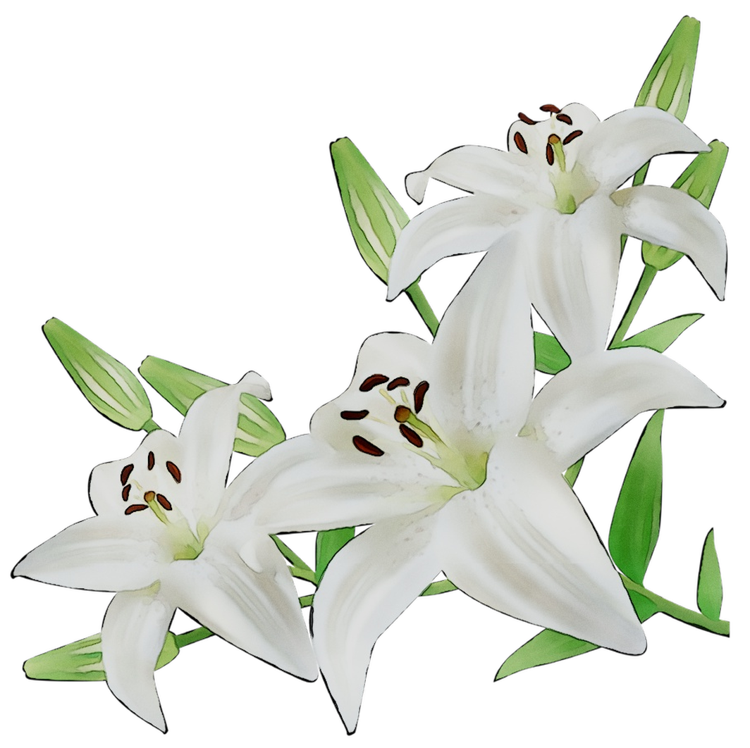 White Lily Png Clip Art Image White Lilies Flower Garden Design - Riset