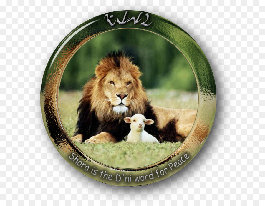 The lamb and lion Sheep Leopard Lamb and mutton - live in peace png download - 696*697 - Free Transparent Lion png Download.