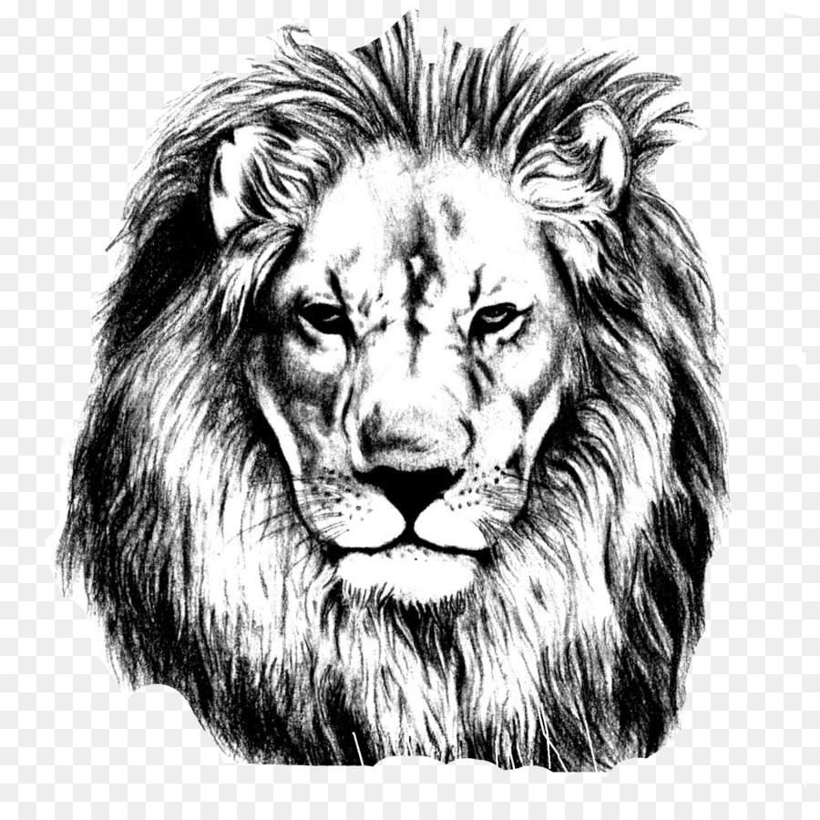 Lion Drawing Pencil Sketch - Lions Head png download - 1669*1643 - Free Transparent Lion png Download.