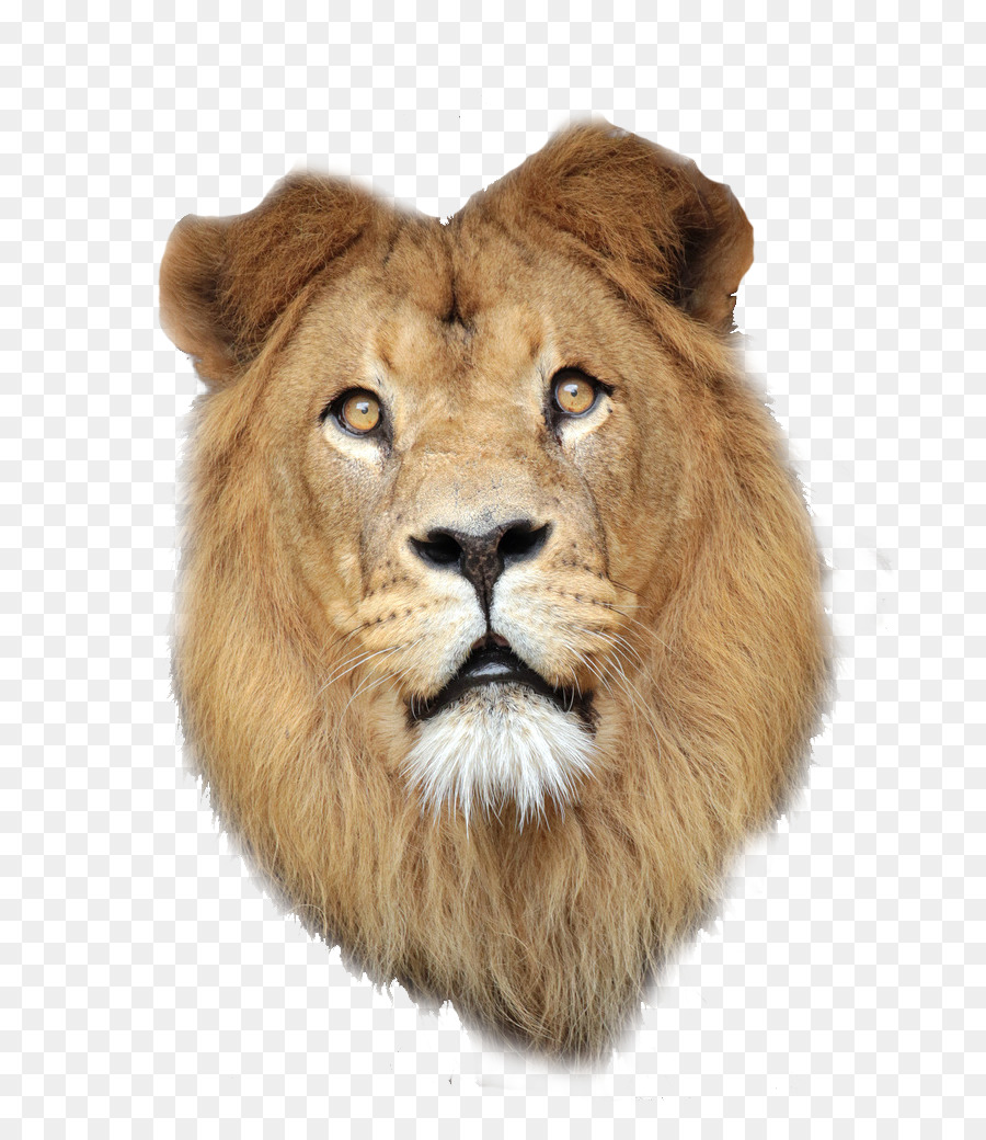 East African lion Lionhead rabbit - Lions head to pull material Free png download - 733*1024 - Free Transparent East African Lion png Download.
