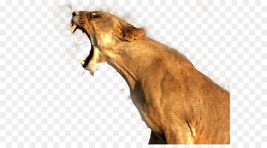 Lion Cougar - Lion Png Image png download - 900*675 - Free Transparent Lion png Download.