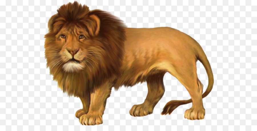 East African lion Leopard Felidae - lion png download - 600*442 - Free Transparent East African Lion png Download.