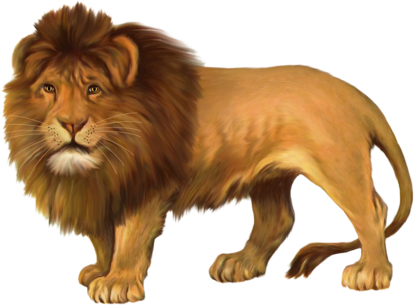 East African lion Leopard Felidae - lion png download - 600*442 - Free ...