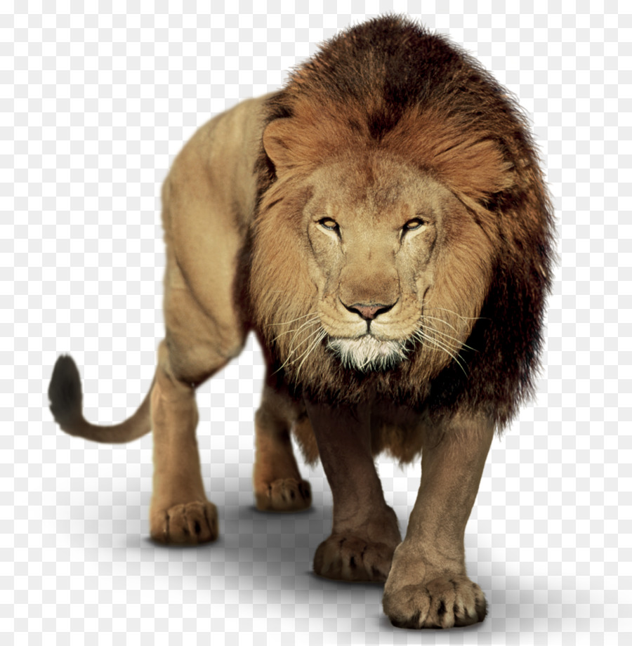 Free Lion Png Transparent, Download Free Lion Png Transparent png images,  Free ClipArts on Clipart Library