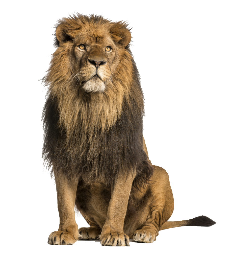 Lion Stock photography Royalty-free - lion png download - 927*1005 ...