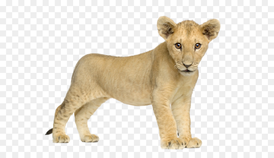 Lion Tiger - Lion PNG image, free image download, picture, lions png download - 659*522 - Free Transparent Lion png Download.