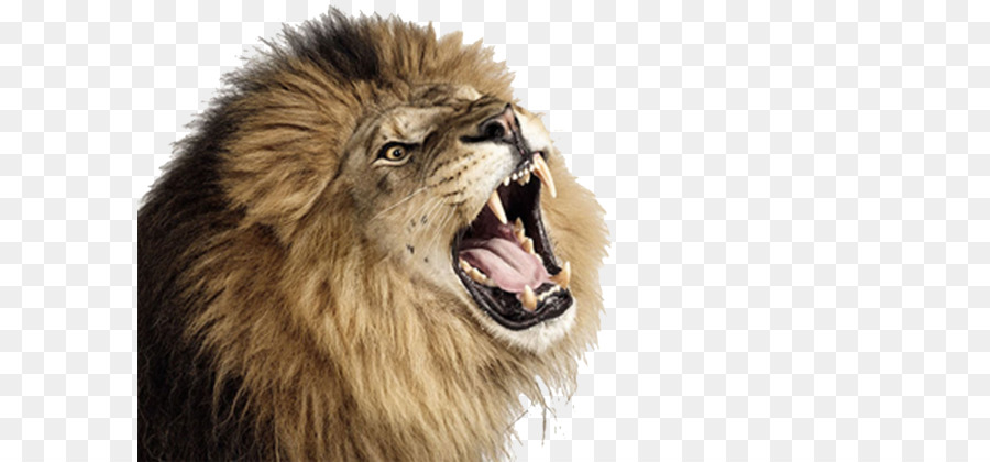 Lion Icon - Lion PNG png download - 1800*1163 - Free Transparent Lion png Download.