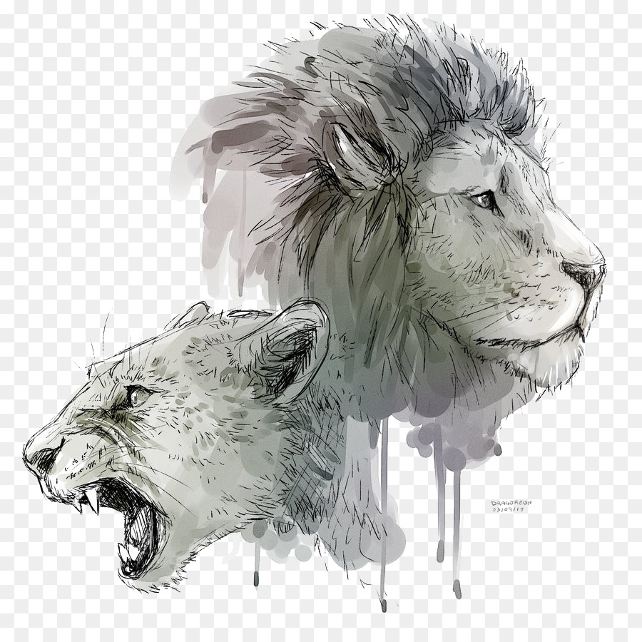 Lions roar Drawing - Lioness Roar Transparent Background png download - 894*894 - Free Transparent Lion png Download.