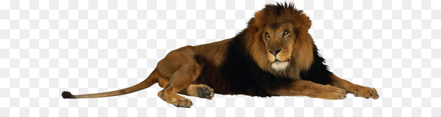 Lion Tiger Jaguar Felidae - Lion PNG image png download - 3366*1151 - Free Transparent Fort Wayne Childrens Zoo png Download.