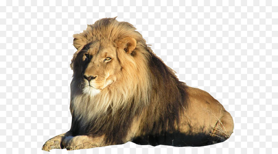 East African lion Liger Felidae Asiatic lion Bengal tiger - Lion PNG png download - 904*684 - Free Transparent East African Lion png Download.