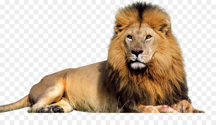 Lion Download Clip art - Large lion png download - 1366*768 - Free Transparent Lion png Download.
