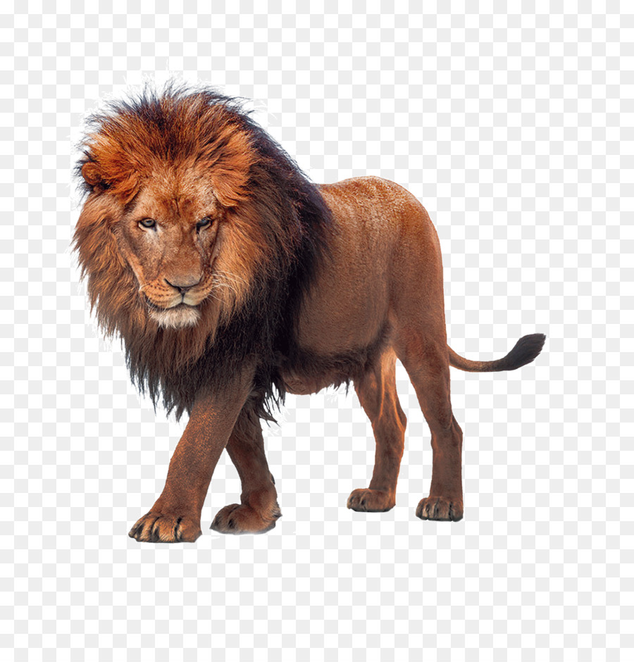 Lion Download - Lion king of the beasts png download - 1200*1236 - Free Transparent Lion png Download.