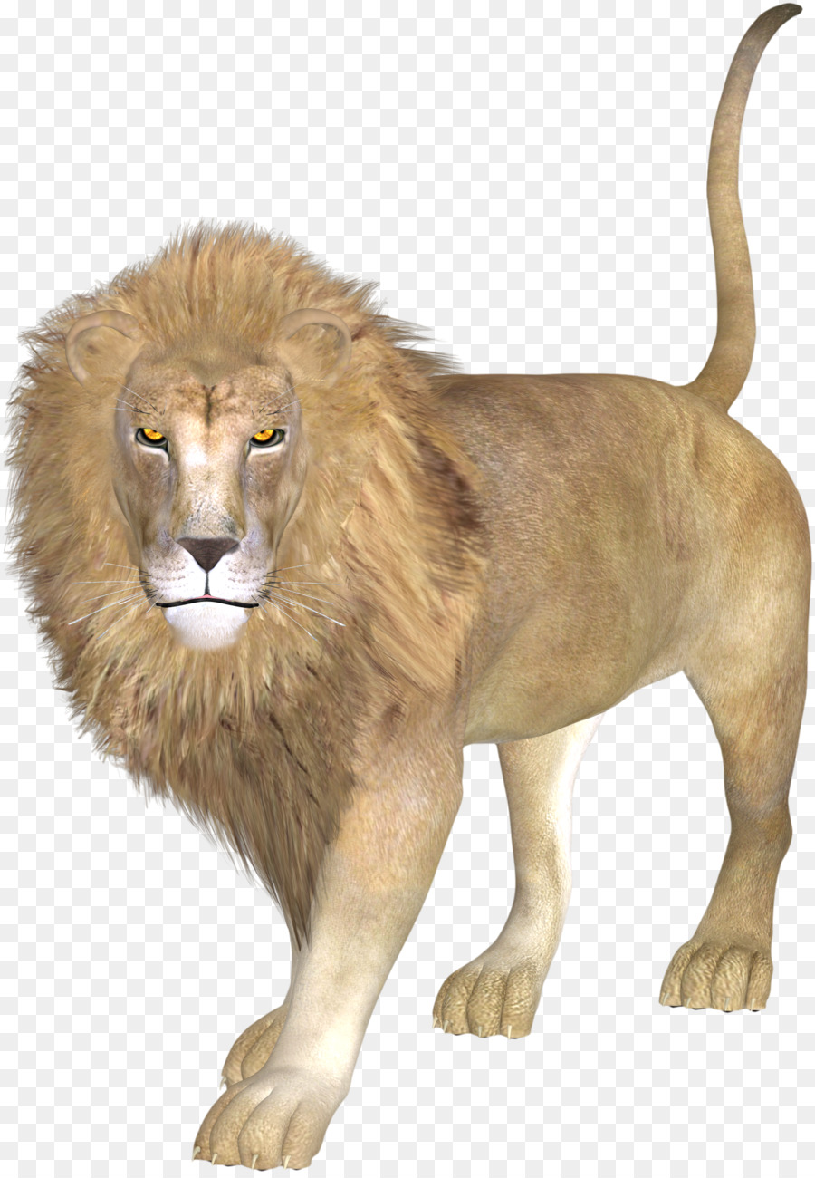 East African lion Asiatic lion - lion png download - 1487*2141 - Free Transparent East African Lion png Download.
