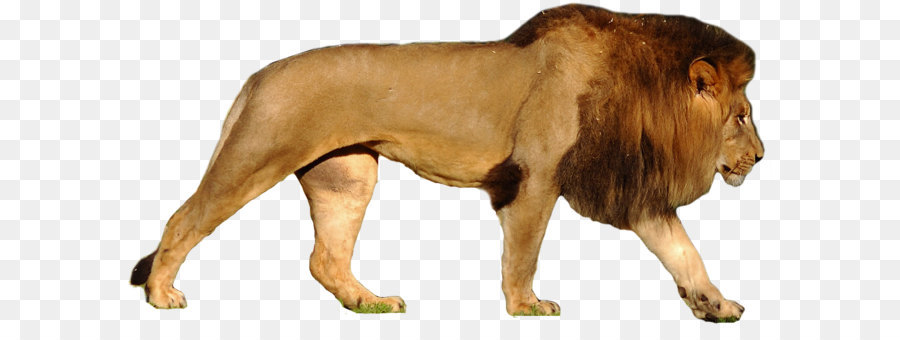 Lion Tiger Leopard Cougar Roar - Lion PNG png download - 1281*643 - Free Transparent Lionhead Rabbit png Download.
