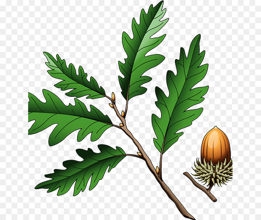 Southern live oak Quercus coccinea Quercus cerris Illustration - Acorn png download - 705*760 - Free Transparent Southern Live Oak png Download.