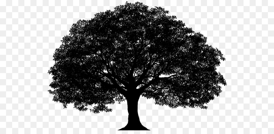 Vector graphics Portable Network Graphics Silhouette Image Drawing - oak tree drawing png silhouette png download - 600*428 - Free Transparent Silhouette png Download.