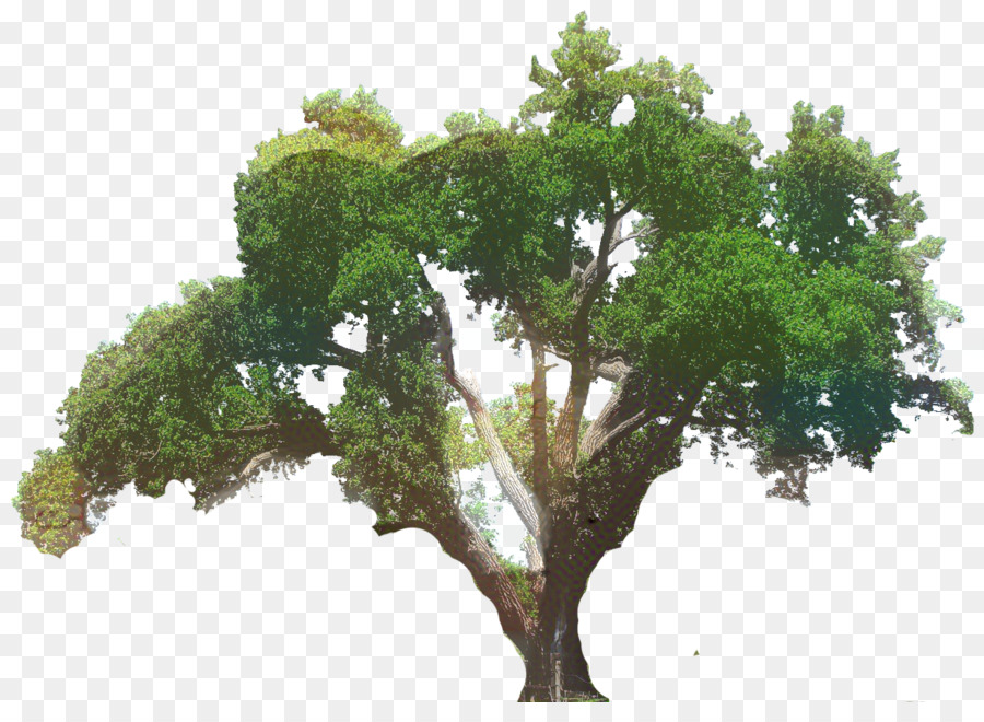 Clip art Southern live oak Tree Portable Network Graphics Transparency -  png download - 1226*874 - Free Transparent Southern Live Oak png Download.