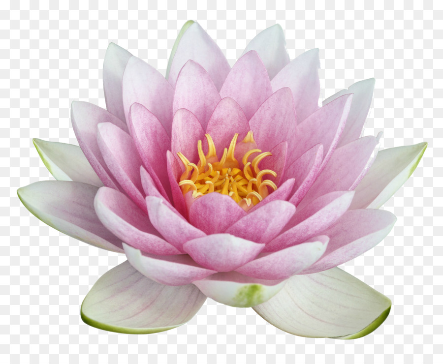Nelumbo nucifera Egyptian lotus Clip art - flower png download - 1600*1300 - Free Transparent Nelumbo Nucifera png Download.
