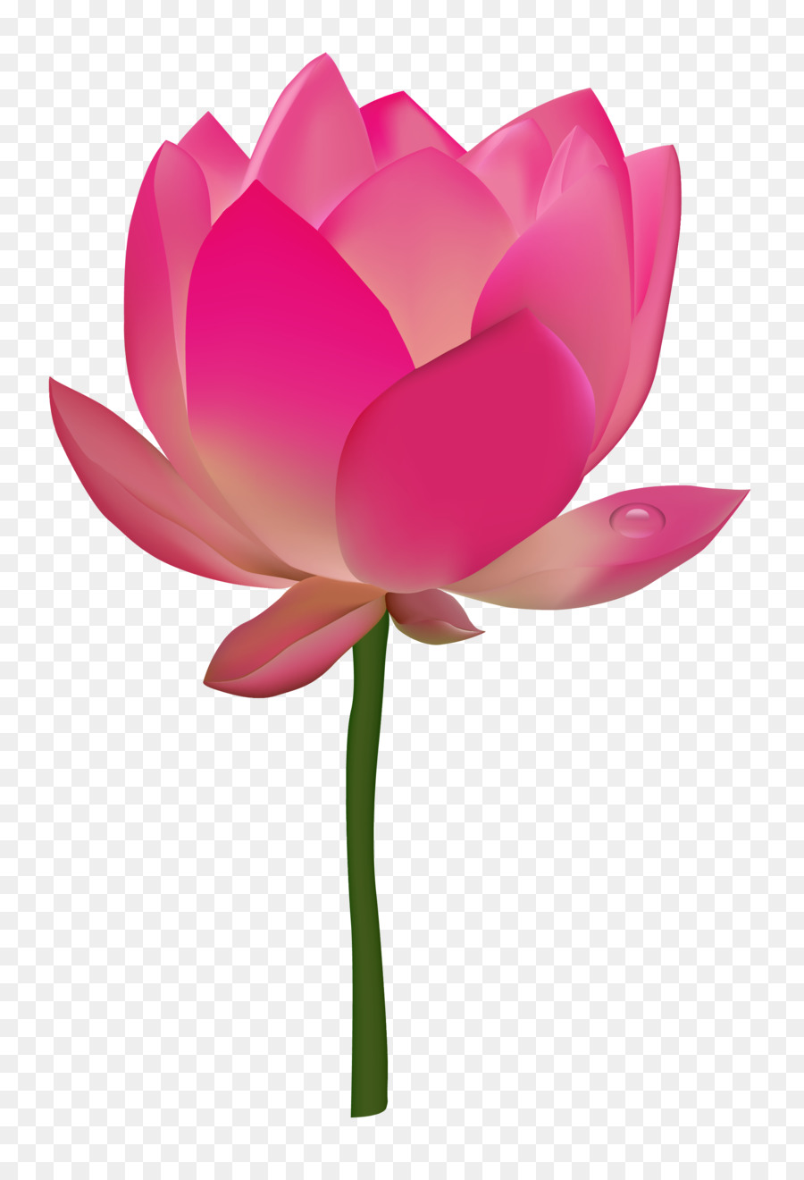 Nelumbo nucifera Flower Lotus - Lotus Flower png download - 2200*3200 - Free Transparent Nelumbo Nucifera png Download.