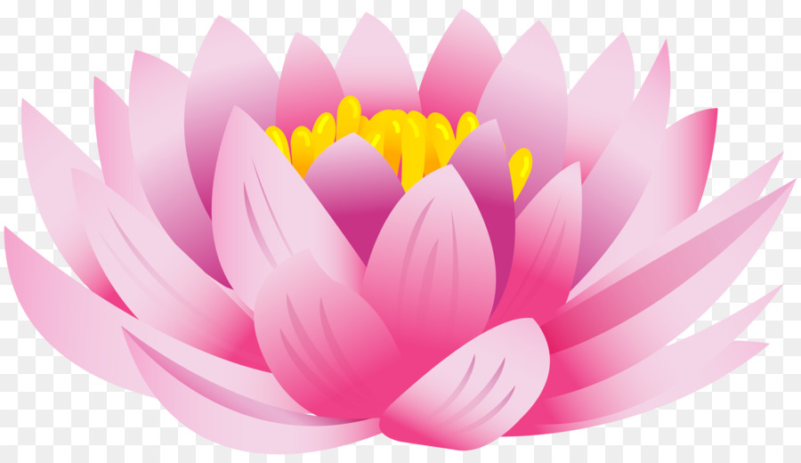 Nelumbo nucifera Desktop Wallpaper Clip art - lotus flower png download - 8000*4574 - Free Transparent Nelumbo Nucifera png Download.