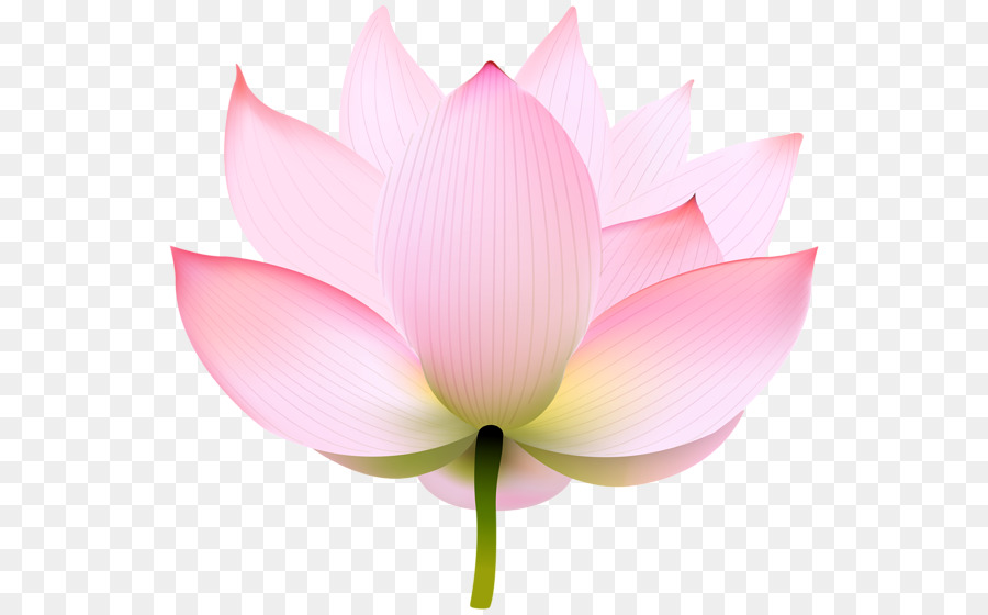 Nymphaea nelumbo Portable Network Graphics Image Clip art Transparency - lotus india png lotus flower png download - 600*558 - Free Transparent Nymphaea Nelumbo png Download.