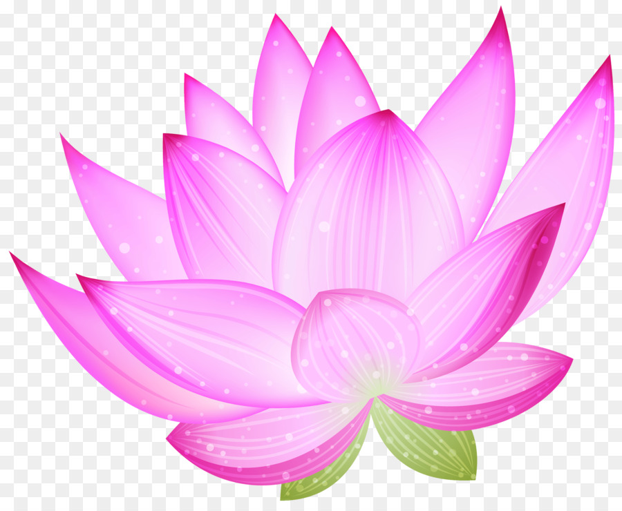 Nelumbo nucifera Clip art - lotus flower png download - 2000*1623 - Free Transparent Nelumbo Nucifera png Download.