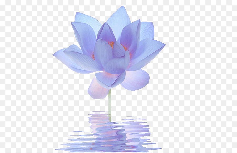Nelumbo nucifera Egyptian lotus Flower Blue Lilium - Blue Lotus png download - 570*578 - Free Transparent Nelumbo Nucifera png Download.