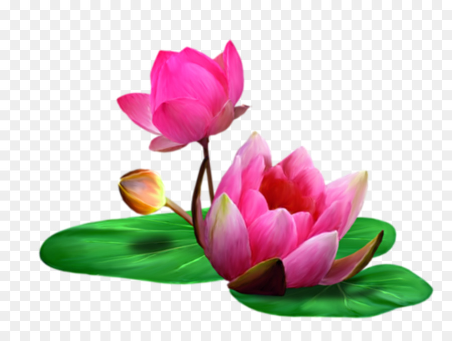 Lotus Clip art - lotus png download - 980*733 - Free Transparent Lotus png Download.
