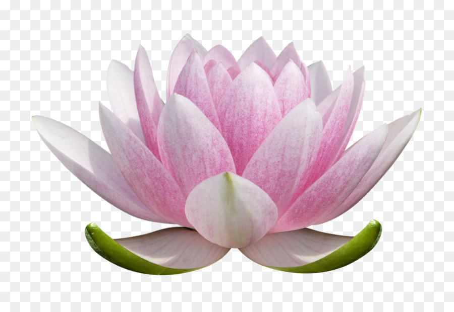 Nelumbo nucifera Graphic design Chakra Clip art - chinese flower png download - 1600*1084 - Free Transparent Nelumbo Nucifera png Download.