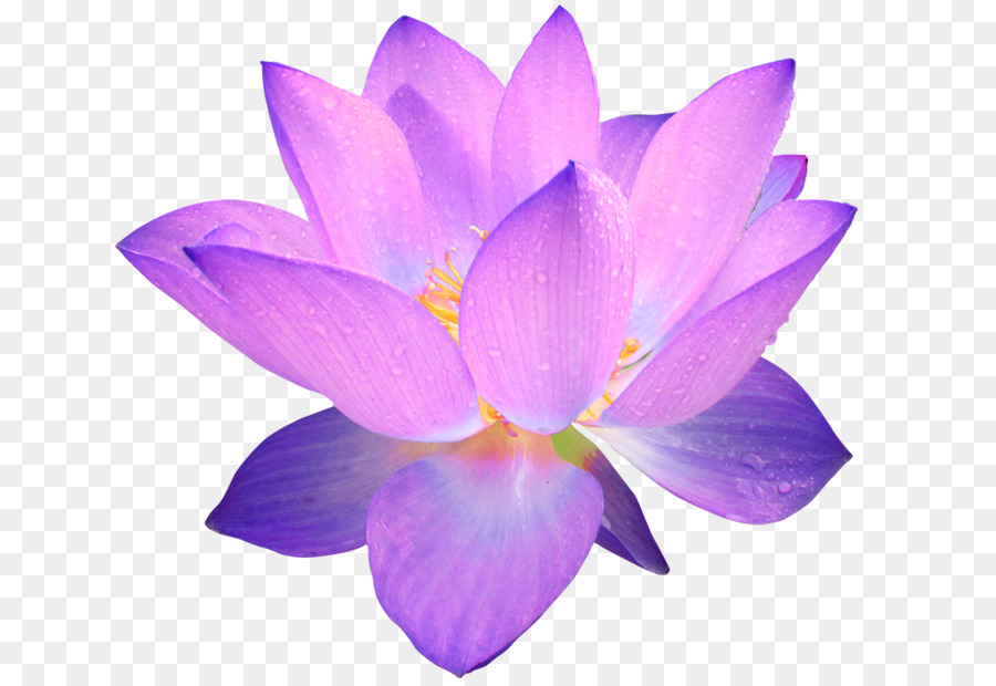 Clip art Sacred Lotus Portable Network Graphics Image Drawing - flowers clipart lotus png download - 1462*1000 - Free Transparent Sacred Lotus png Download.