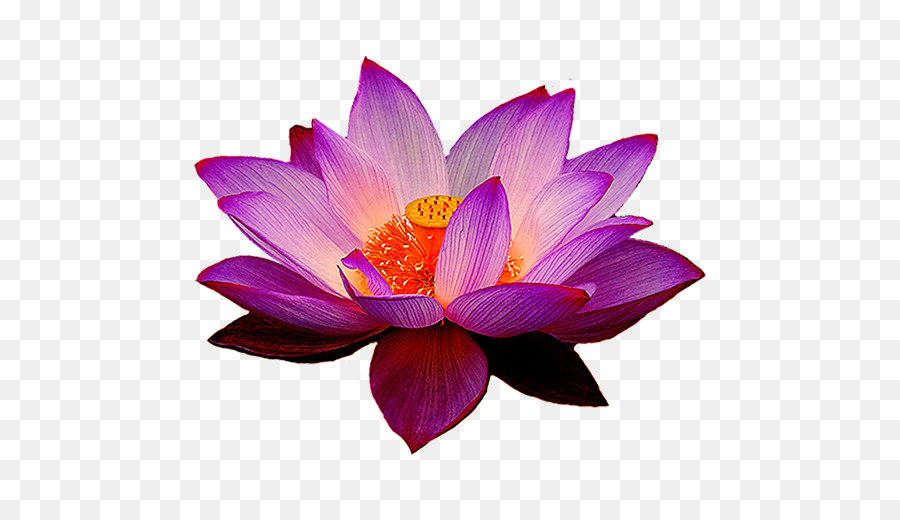 Nelumbo nucifera Egyptian lotus Flower Lotus Yoga Fit - water lilies combination png download - 512*512 - Free Transparent Nelumbo Nucifera png Download.