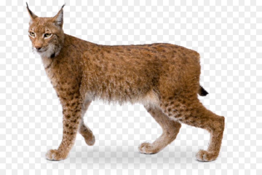 Bobcat Eurasian lynx Wildcat California spangled Av hayvan? - lynx png download - 727*600 - Free Transparent Bobcat png Download.