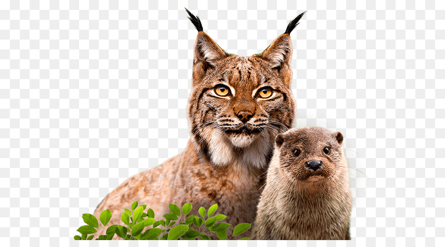 Cat Whiskers Eurasian lynx Wildlife conservation Animal - Theaterical png download - 612*486 - Free Transparent Cat png Download.