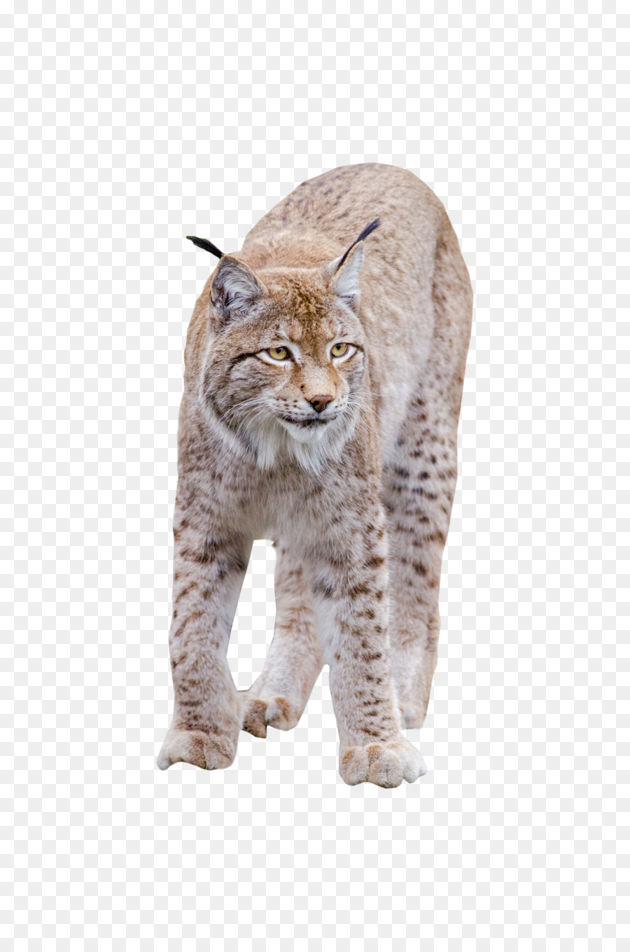Bobcat Wildcat California spangled - cc0 png download - 3264*4928 - Free Transparent Bobcat png Download.