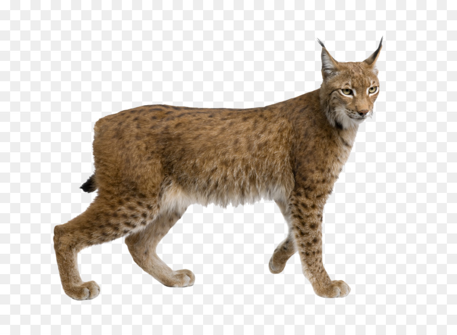 Eurasian lynx Felidae Wildcat Cougar Stock photography - lynx png download - 2048*1483 - Free Transparent Eurasian Lynx png Download.