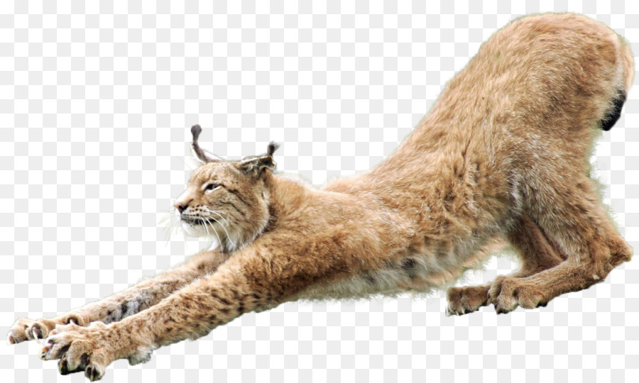 Eurasian lynx Wildcat Clip art - lynxhd png download - 1335*799 - Free Transparent Eurasian Lynx png Download.