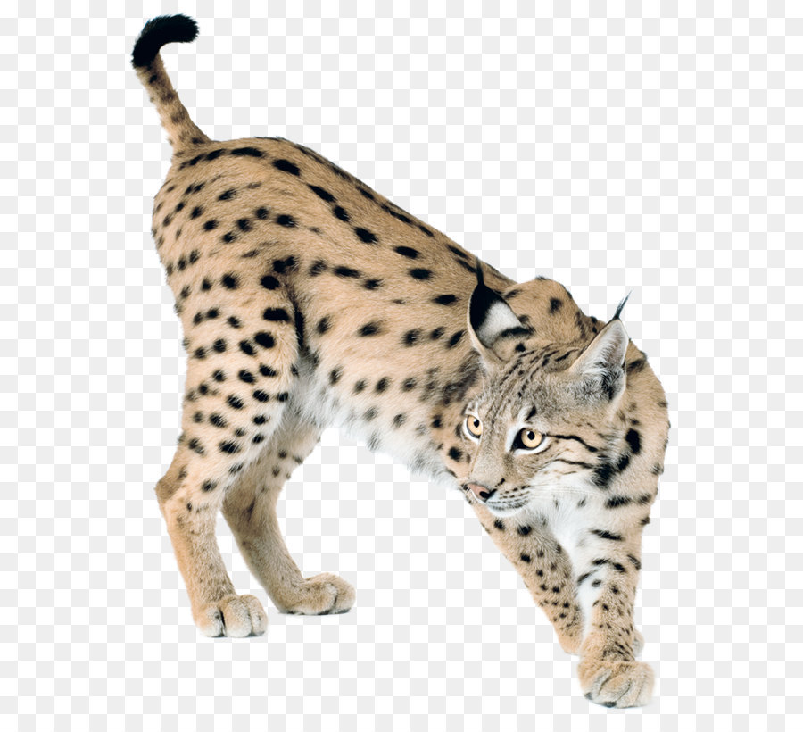 Eurasian lynx Bobcat Canada lynx Felidae - Lynx PNG png download - 793*996 - Free Transparent Eurasian Lynx png Download.